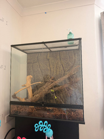 4 year old python spider morph