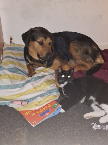 1 year old girl german shepherd cross rottweiler