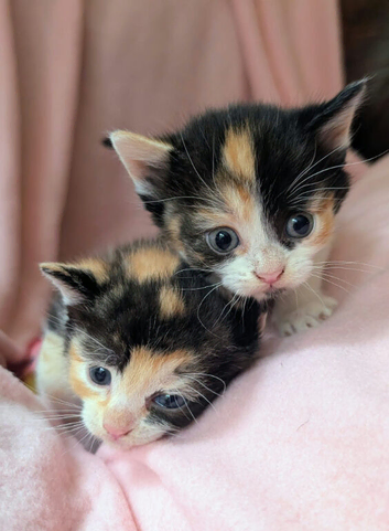 Very pretty kittens, wormed/flead/litter trained Prices vary