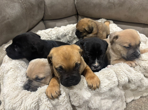 six beautiful Cain Corso puppies for sale