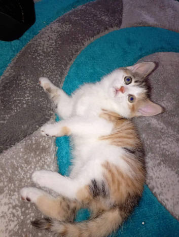 Kittens for sale