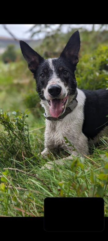 Male sheepdog