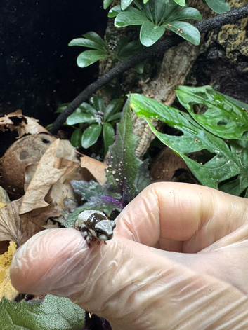 Amazon Milk Frogs