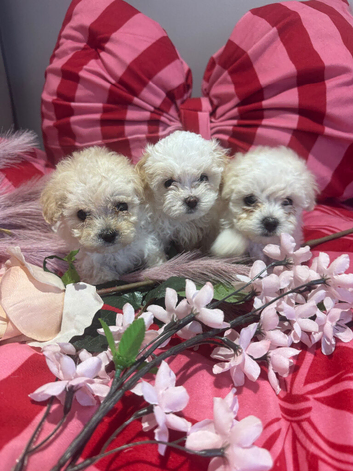 F1 Asian Maltipoo puppies cream girls and boys cuteness overload