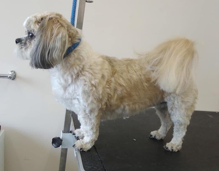 Dog grooming, Sutton- in-Ashfield,Nottinghamshire, NG17.
