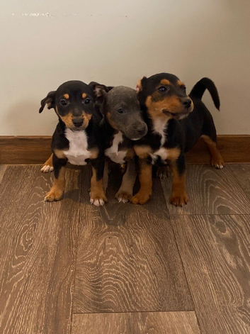 Jack Russell puppies ready for there new homes