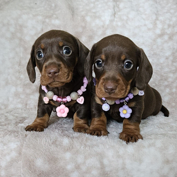 Gorgeous smooth mini dachshunds