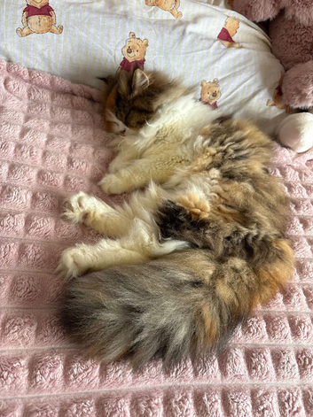 Beautiful Persian Female