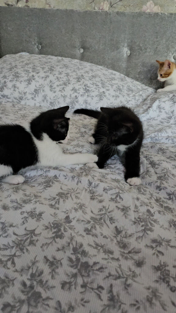 3 black and white kittens looking for a forever home