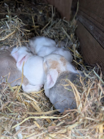 Baby rabbits and Guinea pigs, number is