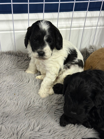 2 gorgeous mini Cockapoos left from a litter of 5