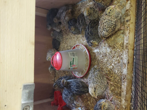 Jumbo quails
