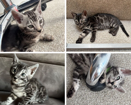 2 Male Silver-Charcoal Pedigree Bengal Kittens