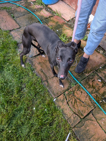Whippet bitch