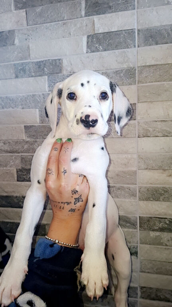 Dalmatian Puppies. Liver & black spotted