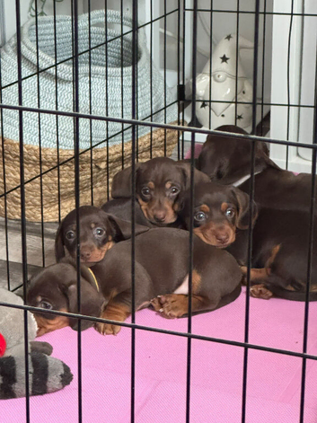 Stunning Miniature Dachshund puppies