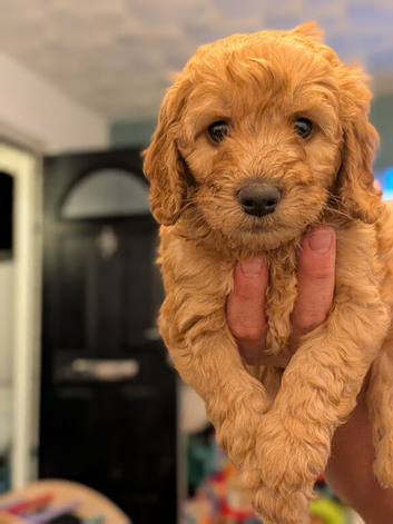 Stunning F2 labradoodles **ready in 2 days**