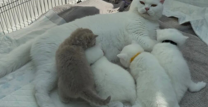 ️Beautiful White British shorthair kittens️