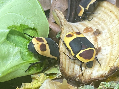 AFRICAN SUN BEETLES