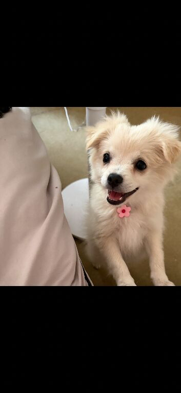 1 girl puppy