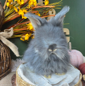 2 English Angora Bucks for Sale