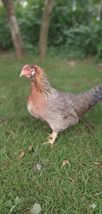 Free - 3 x Cotswold Legbar chickens
