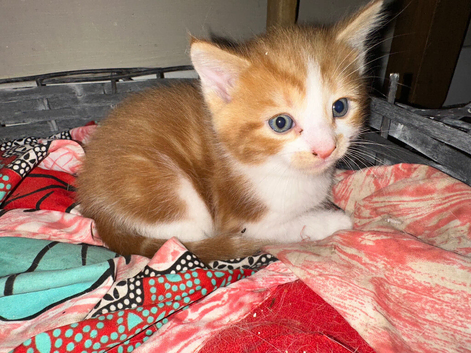 Bubbly stunning kittens available