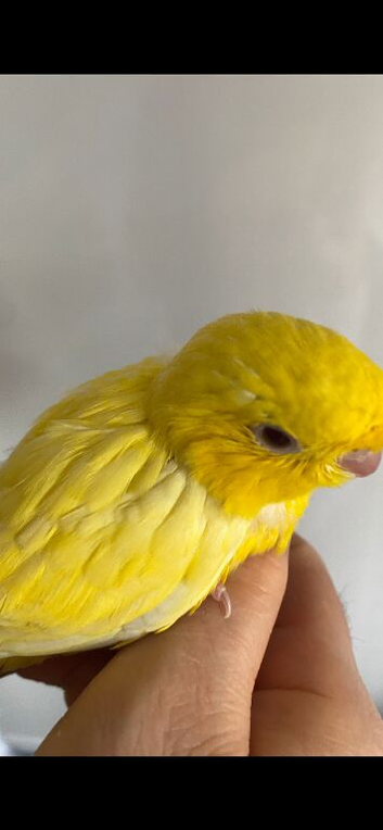 Handtame baby girl linnie NO TIMEWASTERS!