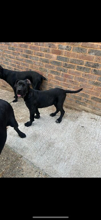 Top blood line cane corso