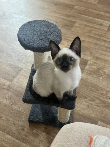 Last seal point Siamese kitten,Ready now!!