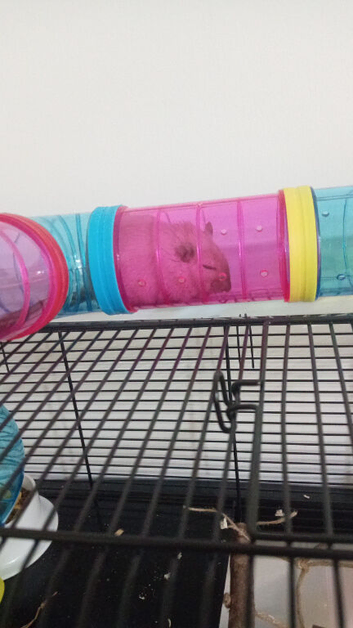 2 lovely gerbils! (READ DESCRIPTION)