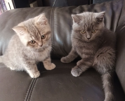 British short hair kittens