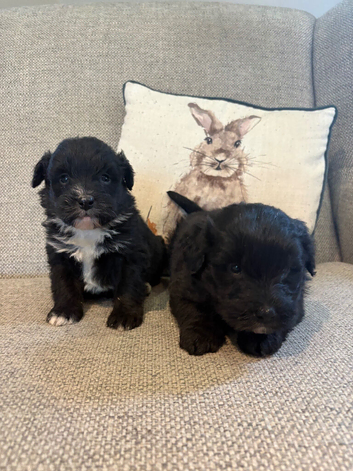 Poodle x Border collie Puppies