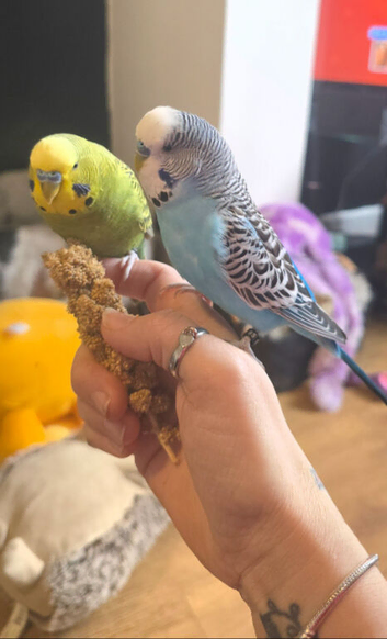 2 Bonded male Budgies and cage