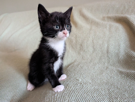 Healthy Black & White Tuxedo Kittens