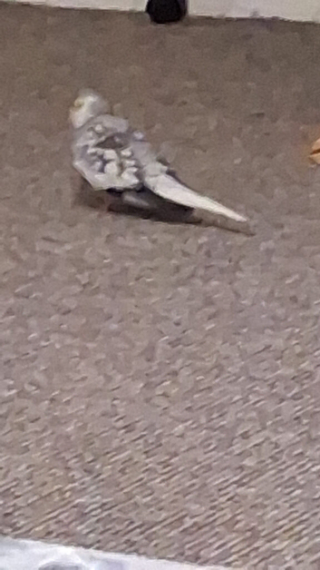 Male bird