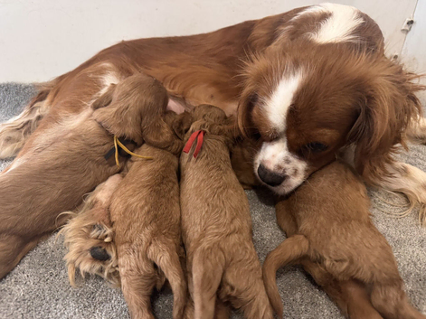 Lovely Cavalier Puppies Seeking Their Perfect Homes