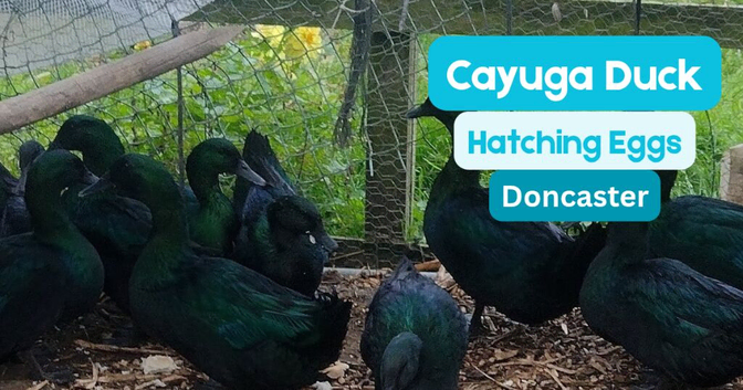 Cayuga duck hatching eggs