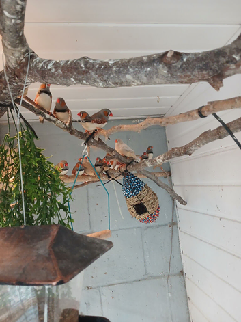 Zebra finches for sale.mixed colours
