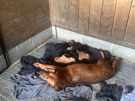 Labrador Pups boys and girls ready July