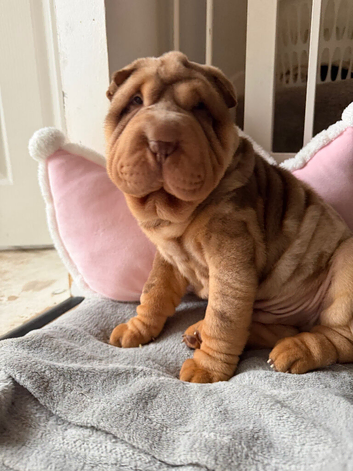 Shar Pei Puppy