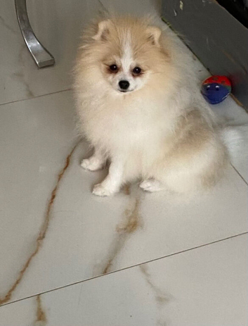 Beautiful Pom puppy
