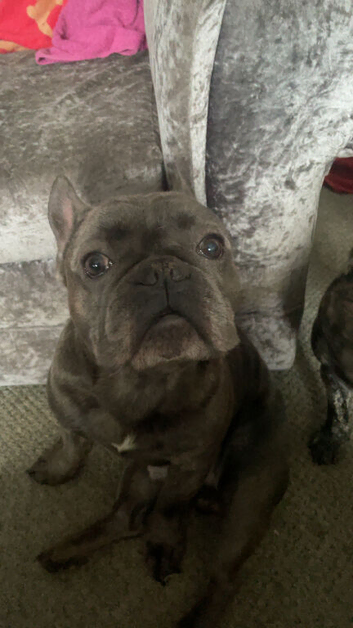 French bulldog stud