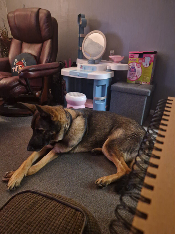 Rehoming German Shepherd