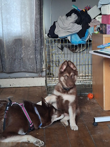 Husky puppies for sale