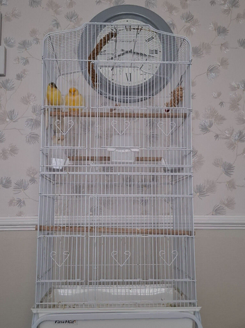 Large cage on wheels with 2 canaries