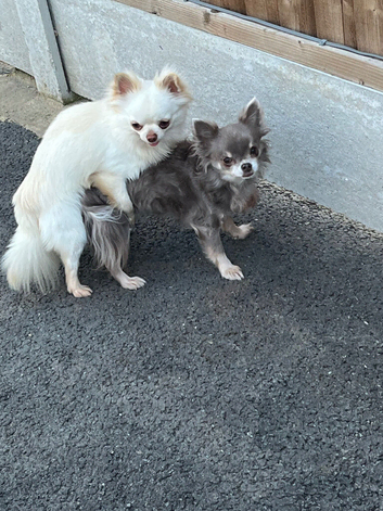 KC DNA tested chihuahua stud