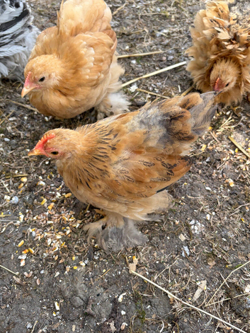 Young Pekin Bantam Cockerels