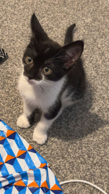 1 year old male (Sully)