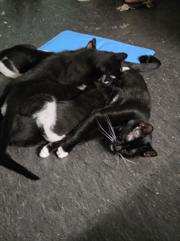 27 week old kittens